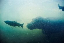 Hippo And Fish Underwater In Zoo Berlin, Germany, Hippopotamus (Hippopotamus Amphibius)