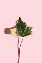 Variegated Ivy Leaf
