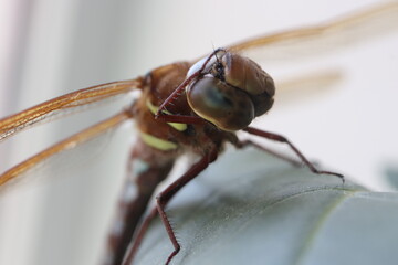 Wall Mural - Dragonfly on a leaf. Macro closeup insect background.