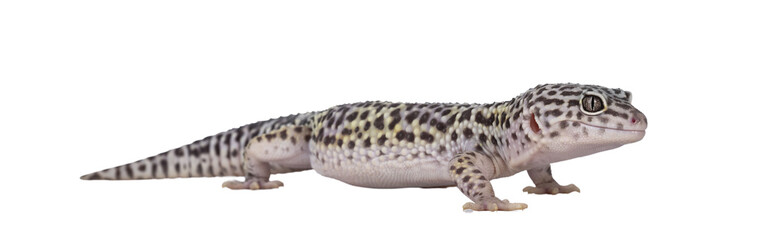 Poster - Adult Mack snow leopard gecko aka Eublepharis macularius, standing side ways. Isolated cutout on transparent background.