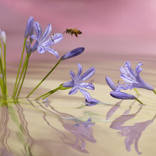 Bee Approaching Blue Flower, Water Reflections. 
