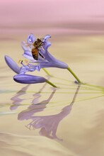Bee Climbing Blue Flower Water Reflection.  