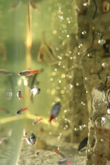 Wall Mural - A flock of neon. Aquarium macro closeup background.