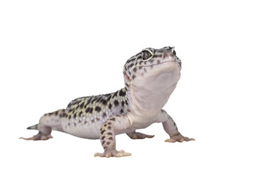Poster - Adult Mack snow leopard gecko aka Eublepharis macularius, standing side ways. Isolated cutout on transparent background.