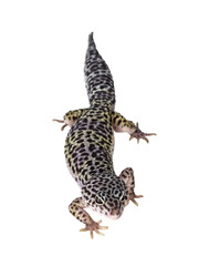 Fototapete - Top view of adult Mack snow leopard gecko aka Eublepharis macularius. Isolated cutout on transparent background.