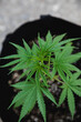© Diane Durongpisitkul/Stocksy - Weed