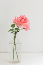 Two Pink Garden Roses