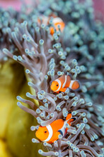 A Clownfish Lives In An Anemone.