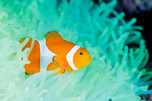 A Clownfish Lives In A Bleached Anemone.
