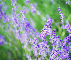 Wall Mural - Selective focus on the lavender flower in the flower garden - lavender flowers lit by sunlight.