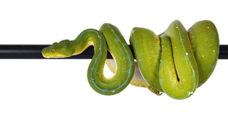 Aufkleber - Adult Green Tree Python aka Morelia viridis hanging over black pole, moving to the side. Isolated cutout on transparent background.