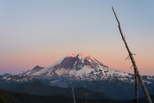 Mt Rainier With Dead Trees At Sunset
