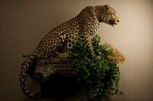 Mounted Animal: Leopard (Panthera Pardus).