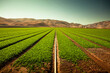 © Cavan Images - A green row lettuce field in the Salinas Valley, California USA.