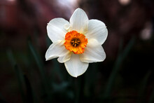 White Daffodil With Orange Center And Green Leaves.