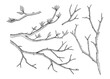 © Daria - A set of tree branches. Hand-drawn in the style of engraving.