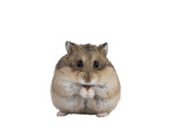 Fototapeta  - Cute adult brown hamster sitting on hind paws, holding and eating a flourworm in paws. Isolated cutout on a transparent background.