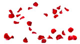 Fototapeta Kosmos - Floating red rose petal isolated on white. Background concept for love greetings on valentines day and mothers day. Space for text.  