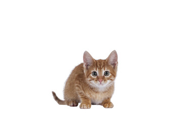 Cute little red house cat, laying down. Looking curious towards camera. Isolated cutout on a transparent background.