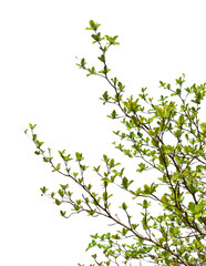 Wall Mural - Green leaves on branch isolated on transparent background PNG file