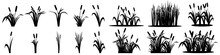 Cattail Icon Vector Set. Reeds Illustration Sign Collection. Swamp Symbol. Grass Logo.