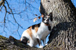A vibrant multicolored cat perched on a bare oak tree in the winter landscape. The cat's fur is a mix of colors, including shades of orange, white, and black with green eyes.