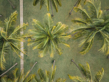 Aerial View Of Palms