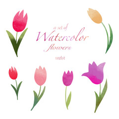 Wall Mural - A set of beautiful spring watercolor tulip flowers. Vector illustration.