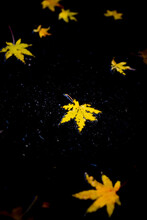 Yellow Leaves Lay On Wet Pavement In San Francisco, California.
