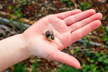 A Small Child's Hand Reaches Out Holding A Dead Bumblebee In Her Palm