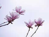 Fototapeta Dmuchawce - Magnolia flowers on the tree. Blooming magnolia, big pink flowers on the tree.