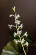 Juwelorchidee, Zimmerpflanze blühend, Ludisia discolor (Haemaria discolor)kleine weiße Blüten