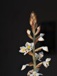 Macro, feine zarte Blüten Juwelorchideen, Ludisia discolor (Haemaria discolor) vor dunklen Hintergrund