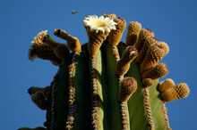 Blooming Cardon Cactus In Ventana Bay.