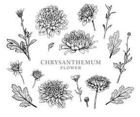 Wall Mural - set of hand drawn luxurious chrysanthemum flowers. vector illustration of plant elements for floral 