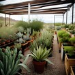 Cactus nursery in the desert.