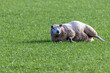 a sheep stands in the pasture on the green grass in the sun