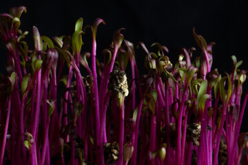 Wall Mural - Shoots of table beet on a black background. Microgreen.