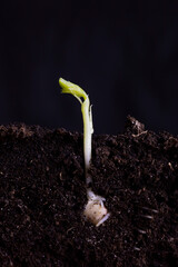 Wall Mural - A young shoot of green peas in the soil with roots.