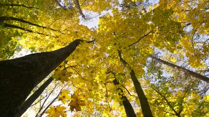 Wall Mural - Autumn in a nature. Colorful leaves in a autumn woods. Sunny bright day in forest during a fall season.