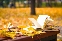 Book Among Fallen Yellow Autumn Leaves Under The Bright Rays Of The Sun