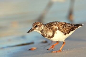 Wall Mural - Ruddy Turnstone, Arenaria interpres, Saint Andrews Sate Park, Florida, USA
