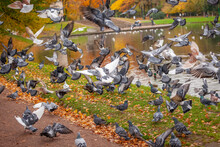 Flock Of Pigeons And Doves In Central Park Of New York City At Autumn, USA