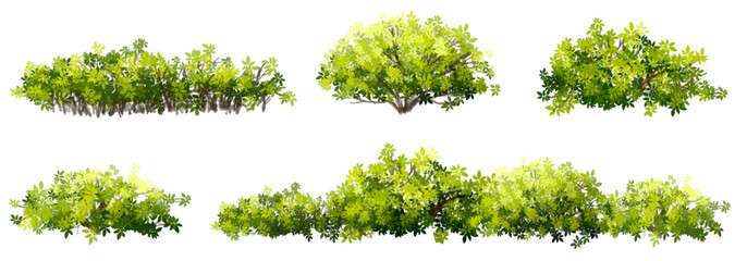 vector watercolor of tree side view isolated on white background for landscape and architecture draw