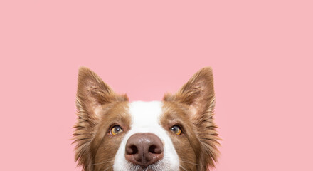 Close-up hide border collie puppy dog looking. Isolated on pink pastel background