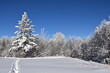 © Claude Laprise - A snowy forest under a blue sky, Sainte-Apolline, Québec, Canada