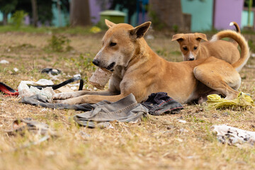 street dog playing