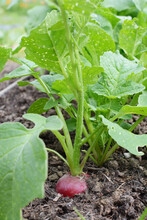 Row Of Peppery Red Radishes Growing In Rich Soil