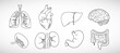 © Анастасія Катеринчук - Vector icon set of human internal organs like heart, spleen, lungs, stomach, brain,  intestine, kidneys and liver in line style