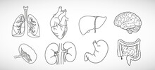Vector Icon Set Of Human Internal Organs Like Heart, Spleen, Lungs, Stomach, Brain,  Intestine, Kidneys And Liver In Line Style
